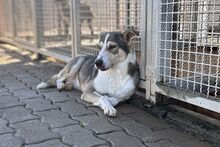 AUGUST, Hund, Siberian Husky-Collie-Mix in Italien - Bild 3