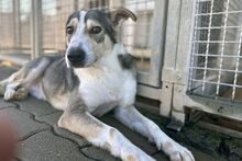 AUGUST, Hund, Siberian Husky-Collie-Mix in Italien - Bild 4