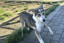 AUGUST, Hund, Siberian Husky-Collie-Mix in Italien - Bild 6