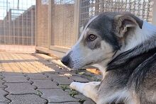 AUGUST, Hund, Siberian Husky-Collie-Mix in Italien - Bild 7