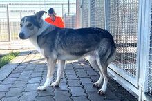 AUGUST, Hund, Siberian Husky-Collie-Mix in Italien - Bild 8