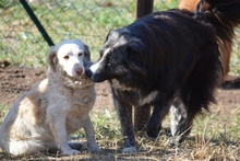 NOEMI, Hund, Maremmano-Mix in Italien - Bild 15