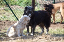 NOEMI, Hund, Maremmano-Mix in Italien - Bild 16