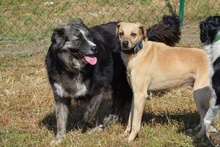 NOEMI, Hund, Maremmano-Mix in Italien - Bild 20