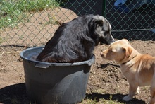 NOEMI, Hund, Maremmano-Mix in Italien - Bild 25