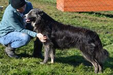 NOEMI, Hund, Maremmano-Mix in Italien - Bild 4