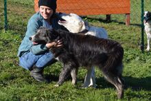 NOEMI, Hund, Maremmano-Mix in Italien - Bild 5