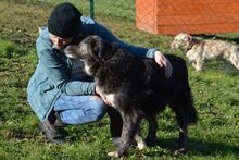 NOEMI, Hund, Maremmano-Mix in Italien - Bild 9