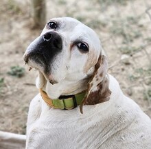 HONEY, Hund, Mischlingshund in Griechenland - Bild 13