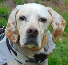 HONEY, Hund, Mischlingshund in Griechenland - Bild 22