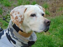 HONEY, Hund, Mischlingshund in Griechenland - Bild 23