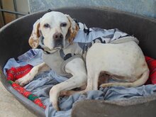 HONEY, Hund, Mischlingshund in Griechenland - Bild 25