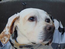 HONEY, Hund, Mischlingshund in Griechenland - Bild 26