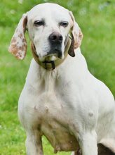 HONEY, Hund, Mischlingshund in Griechenland - Bild 27