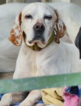 HONEY, Hund, Mischlingshund in Griechenland - Bild 28