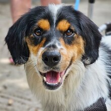 BRAVE, Hund, Mischlingshund in Griechenland - Bild 3