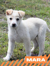 MARA, Hund, Mischlingshund in Bulgarien