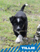 TILLIE, Hund, Mischlingshund in Bulgarien