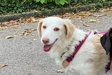 FRIDA, Hund, Langhaardackel-Irish Setter-Mix in Taufkirchen - Bild 1