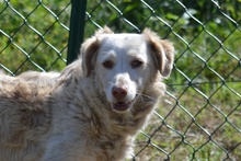 FRIDA, Hund, Langhaardackel-Irish Setter-Mix in Taufkirchen - Bild 10