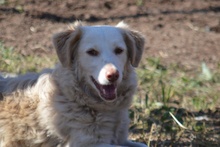 FRIDA, Hund, Langhaardackel-Irish Setter-Mix in Taufkirchen - Bild 11