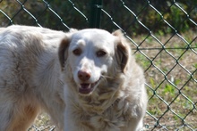 FRIDA, Hund, Langhaardackel-Irish Setter-Mix in Taufkirchen - Bild 12