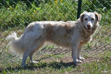 FRIDA, Hund, Langhaardackel-Irish Setter-Mix in Taufkirchen - Bild 13