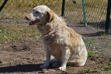 FRIDA, Hund, Langhaardackel-Irish Setter-Mix in Taufkirchen - Bild 14