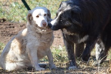 FRIDA, Hund, Langhaardackel-Irish Setter-Mix in Taufkirchen - Bild 15