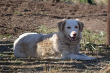 FRIDA, Hund, Langhaardackel-Irish Setter-Mix in Taufkirchen - Bild 16