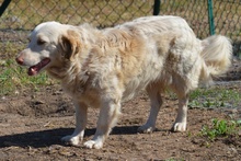 FRIDA, Hund, Langhaardackel-Irish Setter-Mix in Taufkirchen - Bild 17