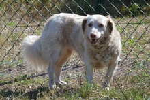 FRIDA, Hund, Langhaardackel-Irish Setter-Mix in Taufkirchen - Bild 18