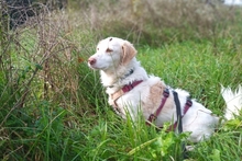 FRIDA, Hund, Langhaardackel-Irish Setter-Mix in Taufkirchen - Bild 2