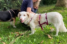 FRIDA, Hund, Langhaardackel-Irish Setter-Mix in Taufkirchen - Bild 3