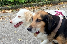 FRIDA, Hund, Langhaardackel-Irish Setter-Mix in Taufkirchen - Bild 7