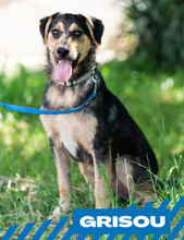 GRISOU, Hund, Mischlingshund in Bulgarien