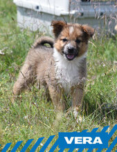 VERA, Hund, Mischlingshund in Bulgarien