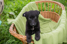 LINUS, Hund, Mischlingshund in Kroatien - Bild 1