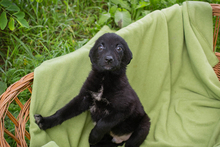 LINUS, Hund, Mischlingshund in Kroatien - Bild 2