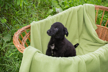 LINUS, Hund, Mischlingshund in Kroatien - Bild 3