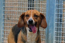 JOSHY, Hund, Mischlingshund in Italien - Bild 10