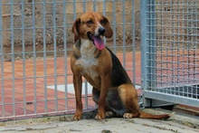 JOSHY, Hund, Mischlingshund in Italien - Bild 11