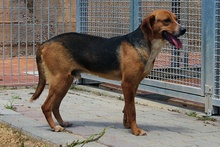 JOSHY, Hund, Mischlingshund in Italien - Bild 12