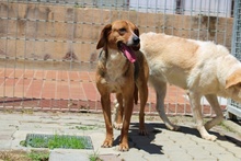JOSHY, Hund, Mischlingshund in Italien - Bild 13