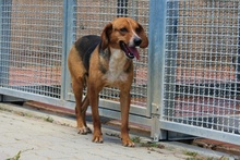 JOSHY, Hund, Mischlingshund in Italien - Bild 14