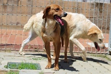 JOSHY, Hund, Mischlingshund in Italien - Bild 15