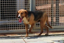 JOSHY, Hund, Mischlingshund in Italien - Bild 16
