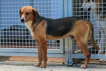 JOSHY, Hund, Mischlingshund in Italien - Bild 17