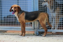 JOSHY, Hund, Mischlingshund in Italien - Bild 18