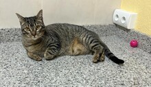 PIN, Katze, Abessinier in Spanien - Bild 1